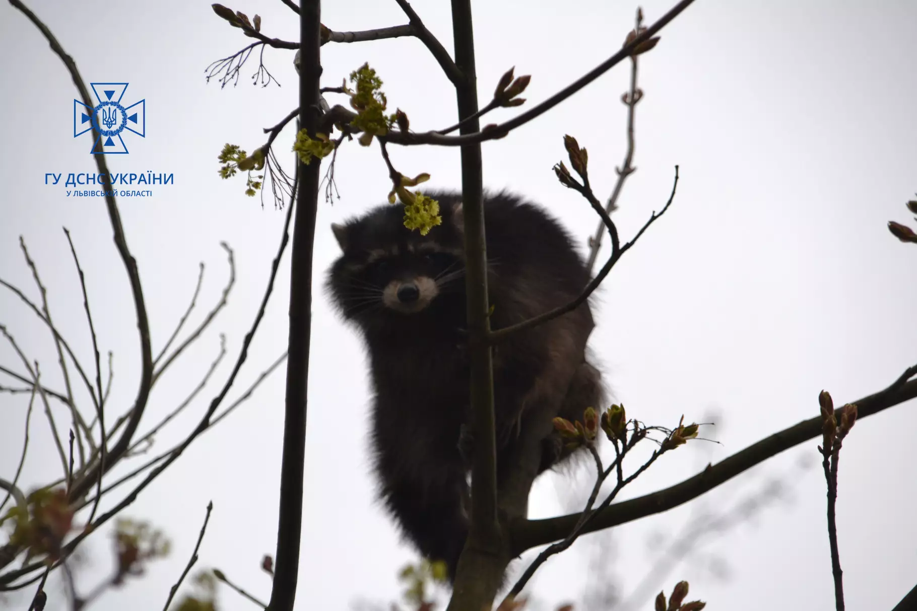 u-lvovi-rjatuvalniki-znjali-z-verhivki-d