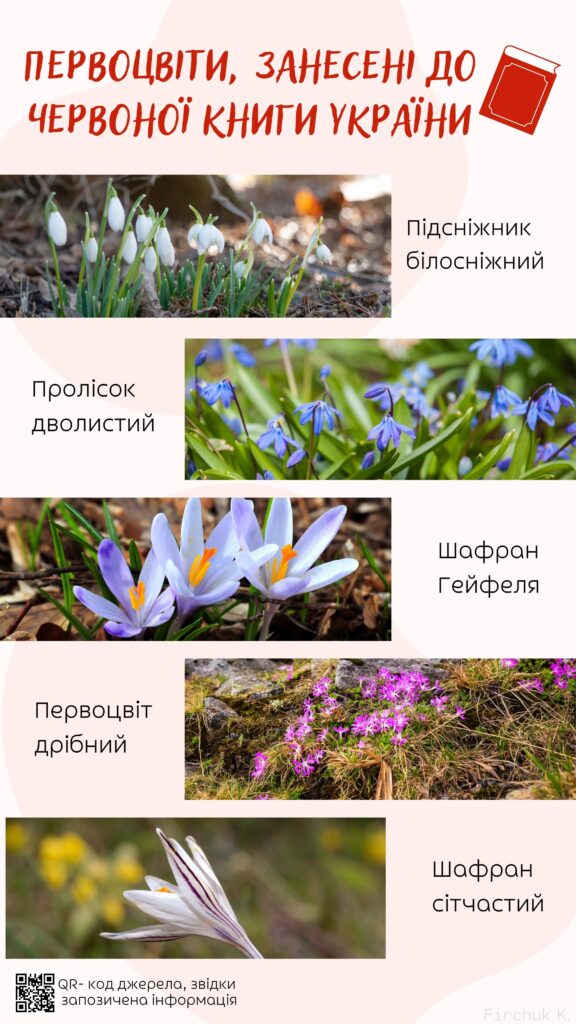 Первоцвіти в Україні: прихід весни приніс не лише красу, але й ризики для унікальних рослин