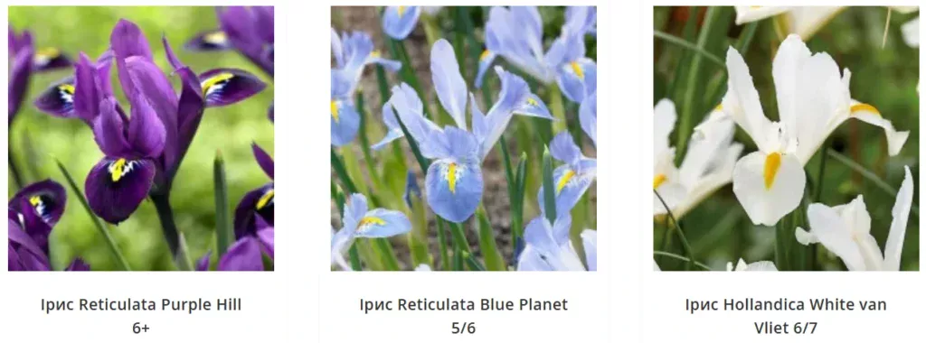 іриси від Matla Flowers