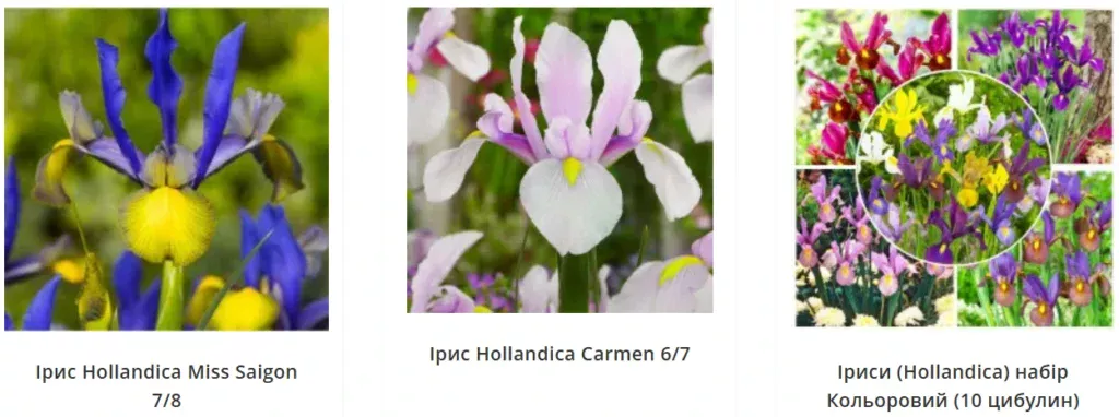 іриси від Matla Flowers